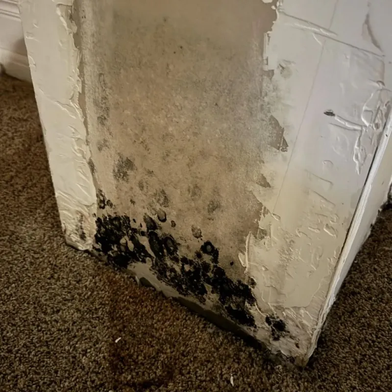 Professional Mold Removal in Carroll County, TN